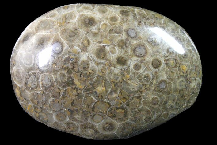 Polished Petoskey Stone (Fossil Coral) - Michigan #162052